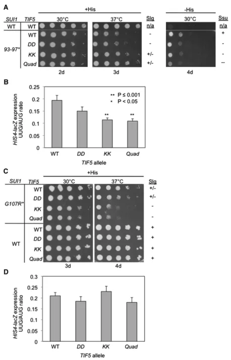 Figure 6. Genetic Evidence that the KK and Quad Substitutions Impair eIF5-CTD Function in Releasing eIF1 from the Closed Complex SUI1 and TIF5 alleles correspond to yeast eIF1 and eIF5 alleles, respectively.