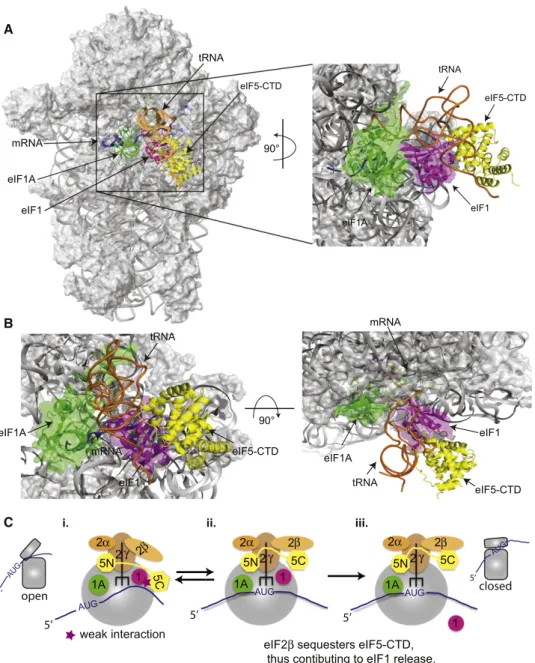 Figure 7. Modeling the eIF1:eIF5-CTD Complex in the Context of the eIF1:40S Structure and Schematic Showing the role of eIF5-CTD in Promoting Start Codon Recognition