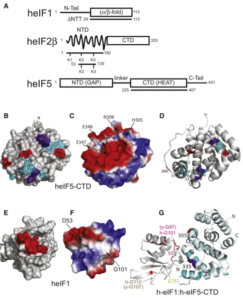 Figure 1. eIF5-CTD and the Globular Domain of eIF1 Form a Specific but Weak Binary Complex with a Well-Defined Interface (A) Domain organization of eIF1, eIF2b, and eIF5 constructs used in this work