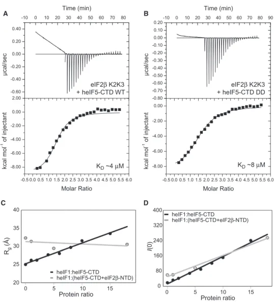 Figure 3. ITC and SAXS Narrow Down the eIF2 b -Binding Site and Suggest Competitive Binding with eIF1 (A) ITC analysis of the eIF5-CTD:eIF2b-K2K3 interaction