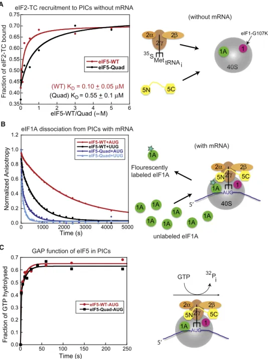 Figure 4. Biochemical Evidence that eIF5-CTD Functions to Promote eIF1 Release and the Closed Complex These experiments used purified yeast eIFs and ribosomes, as summarized schematically on the right.