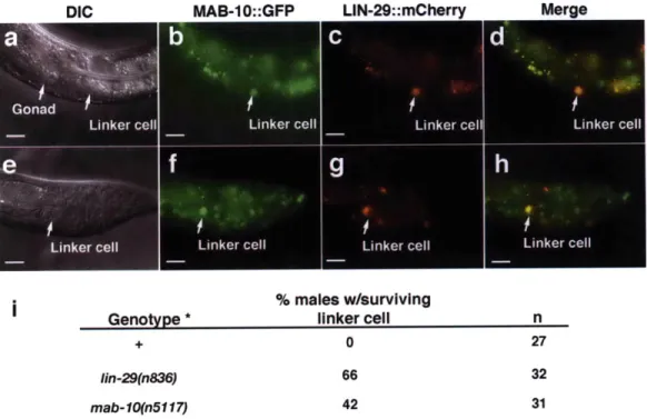 Figure 4 118... ..............  ..........DIC ,7.GonadLinker  cellLinker  cell