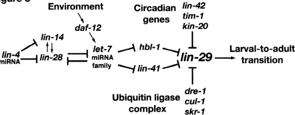 Figure 3  Environment daf-12 lin-14 f-  t  et-7 .---  lin-28  miRNA mIRNA  family Circadiangenes lin-42tim-I kin-20hbl-I  Larval-to-adult li  i--in&#34;29  - transition Slin-4 Ubiquitin ligase complex dre-I cut-1 skr- I