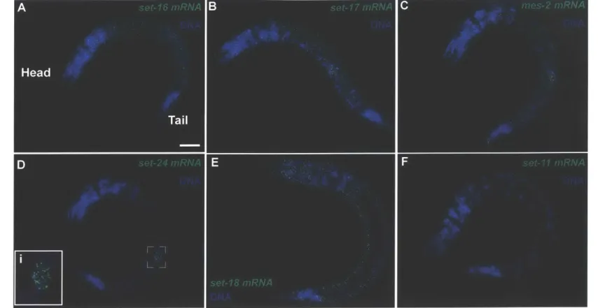 Figure  1  - Detection  of endogenous  mRNA  expression of lysine methyltransferases  by smFISH