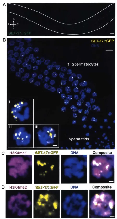 Figure 4 - SET-17  is expressed in the  nuclei of primary  spermatocytes  and enriched  in  chromatin-associated foci