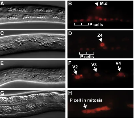 Fig. 5. The MCM-4::mCherry reporter marks cells in the division cycle. DIC (A,C,E,G) and ﬂuorescence microscopy images (B,D,F,H) of L1 larvae carrying a Pmcm-4::MCM-4::mCherry expression construct (see Materials and methods)