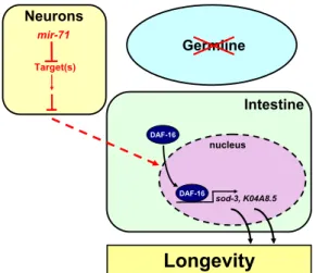 Figure 7. A Model for the Regulation of Germline-Mediated Longevity by the mir-71 MicroRNA