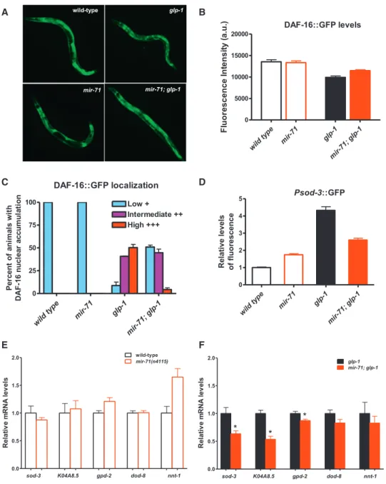 Figure 6. mir-71 Facilitates the Localization and Transcriptional Activity of DAF-16 in the Intestine of Animals Lacking Germ Cells (A–C) Loss of mir-71 function partially affected the nuclear accumulation of DAF-16::GFP in the intestine of germline-defici