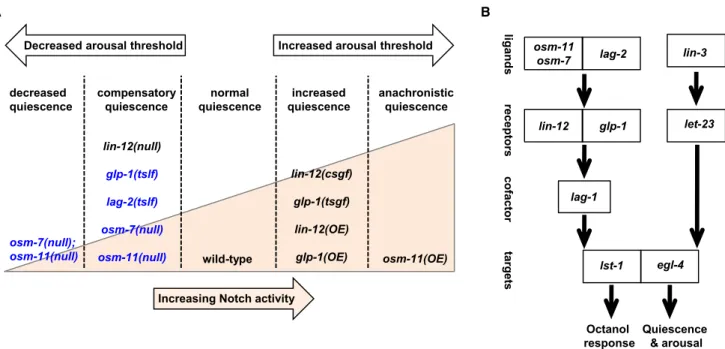 Figure 5. Model for Notch Signaling Regulating Multiple Aspects of L4-to-Adult Molting Quiescence