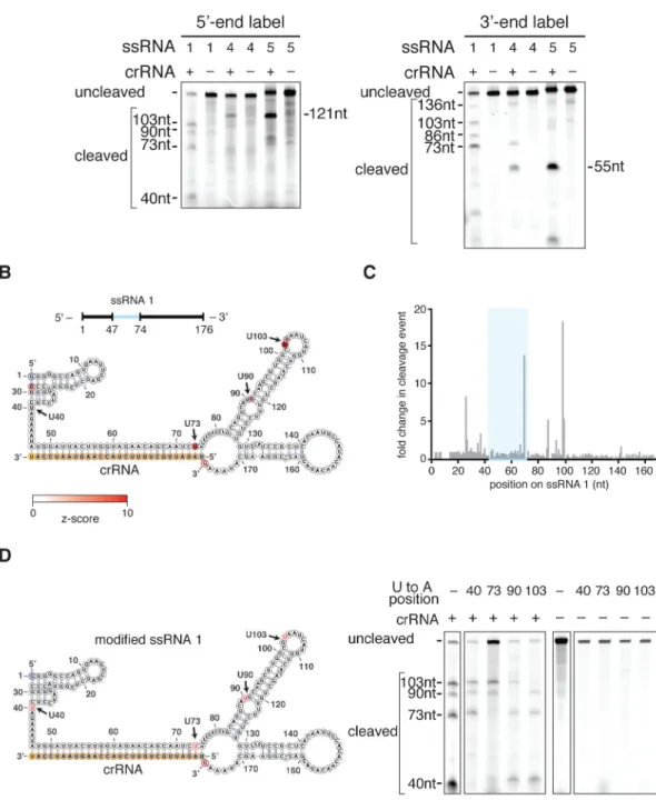 Figure 3. C2c2 cleavage sites are determined by secondary structure and sequence of the target  RNA