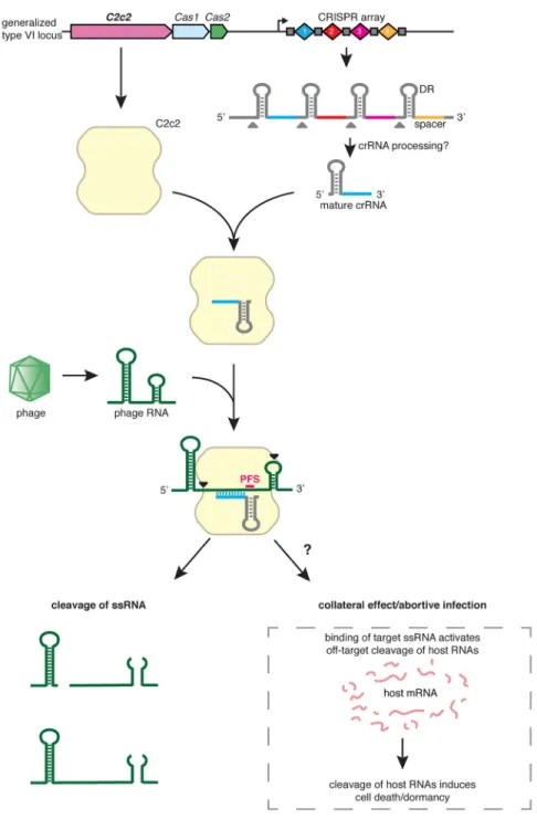 Figure 7. C2c2 as a putative RNA-targeting prokaryotic immune system