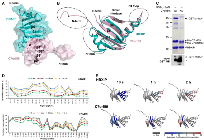 Fig. 1. Structure and dynamics of the HBXIP-C7orf59 dimer. (A) Cartoon/space filling representation of the structure of HBXIP-C7orf59 dimer