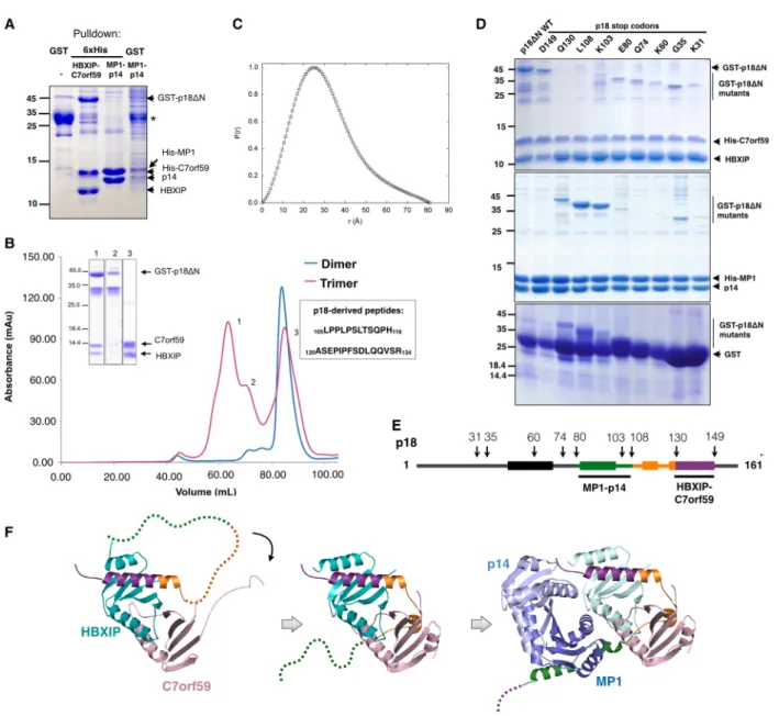 Fig. 2. Sequential assembly of the Ragulator complex. (A) Affinity-purified GST-p18 D N migrates as a ~ 35 kD band on SDS/PAGE (indicated with an asterisk), while its complex with HBXIP-C7orf59 results in a band of ~ 44 kD indicating that GST-p18 D N is pr