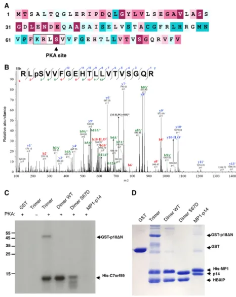 Fig. 3. PKA phosphorylates C7orf59 on Ser67. (A) Sequence of C7orf59 was  color-coded from less (cyan) to more conserved (burgundy) using the Consurf server (consurf.tau.ac.il) [58–60] and the potential PKA site was highlighted