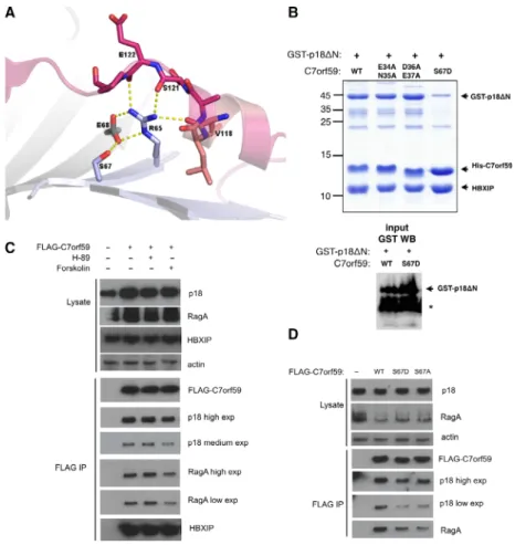 Fig. 4. Stability of the Ragulator complex is affected by PKA phosphorylation of C7orf59
