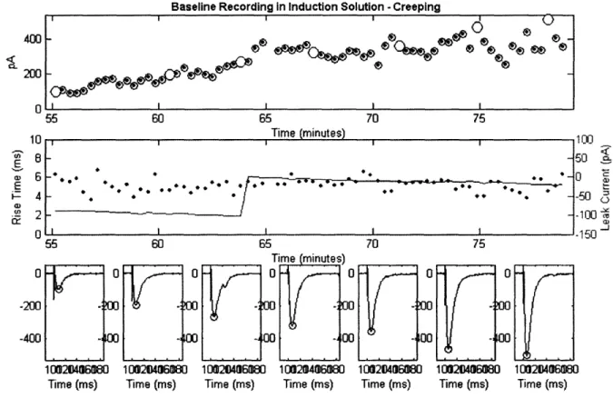 Figure  10:  Baseline-recording  in  induction  solution  (no NMDA  blocker, w/  Glycine).