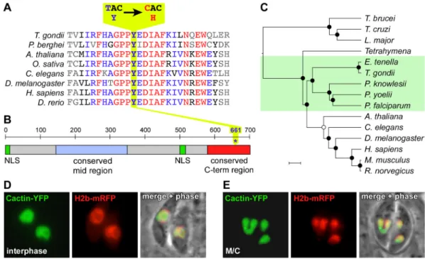 Figure 2. Cactin is conserved across eukaryotes, localizes to the nucleus, and the ts mutation results in a tyrosine to histidine change in the conserved C-terminal domain
