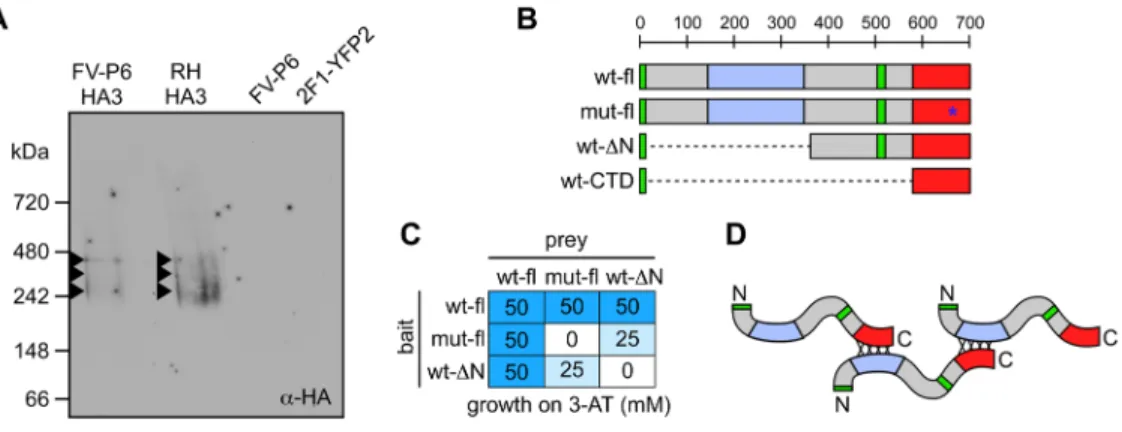 Figure 4. TgCactin forms a multi-meric complex and the ts-mutation in the C-terminal half is involved in self-interaction