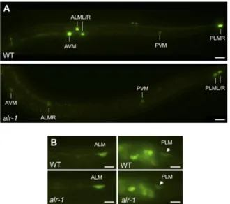 Fig. 2. ALR-1 is needed for TRN expression of mec-17::gfp but not for the expression of P unc-119 gfp