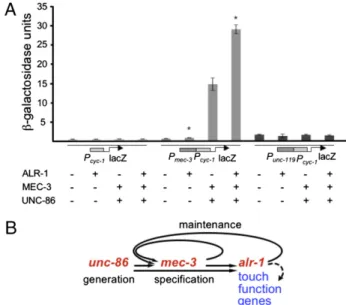 Fig. 4. ALR-1 enhances UNC-86/MEC-3 – induced transcription in yeast cells.