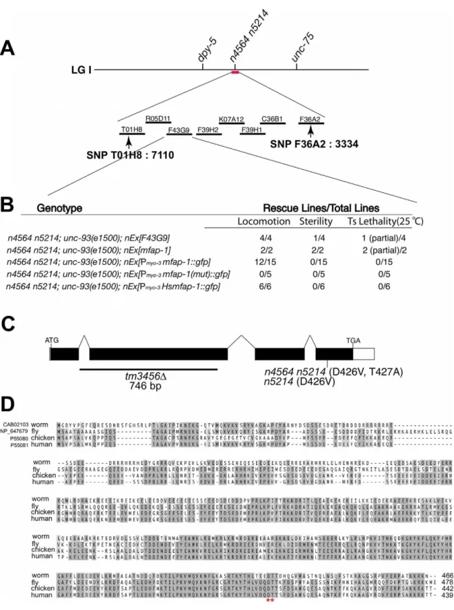 Figure 1. Genetic mapping, cloning, and identification of mfap-1 . (A) Genomic location of the n4564 n5214 mutation based on genetic mapping using visible markers and SNPs (e.g., SNP T01H8: 7110 on the left and SNP F36A2: 3334 on the right)