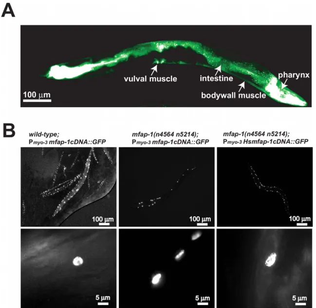 Figure 2. MFAP-1 is a nuclear protein expressed in multiple tissues. (A) A 2.5 kb 59 promoter region upstream of the start codon of mfap-1 was used to drive the expression of a transcriptional fusion GFP reporter in transgenic animals