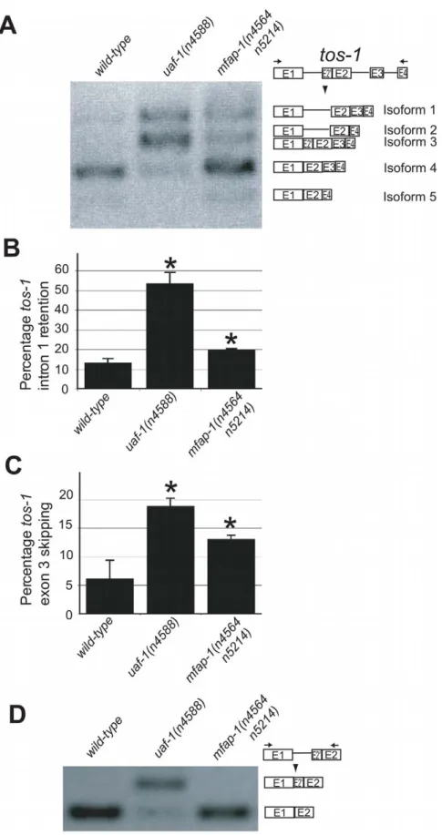 Figure 3. mfap-1(n4564 n5214) affects the splicing of tos-1 . (A) RT-PCR experiments showing the effect of mfap-1(n4564 n5214) on tos-1 alternative splicing
