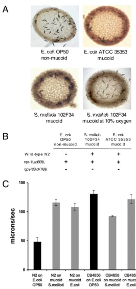 Fig. 1. Reversal of NPR-1 – dependent behaviors on mucoid strains of non- non-pathogenic bacteria