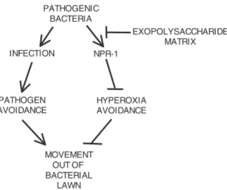Fig. 5. Bacteria inﬂuence C. elegans behavior through differential modu- modu-lation of hyperoxia avoidance and pathogen avoidance responses