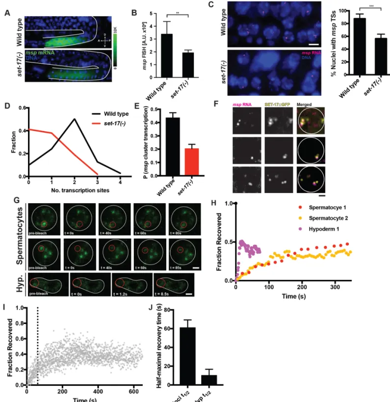 Fig 7. SET-17 promotes transcription at spermatogenic gene clusters. A) Endogenous msp mRNA expression determined by smFISH using a probe-set that recognizes transcripts from 28 msp genes in wild-type or set-17 sperm-producing germlines of L4 hermaphrodite