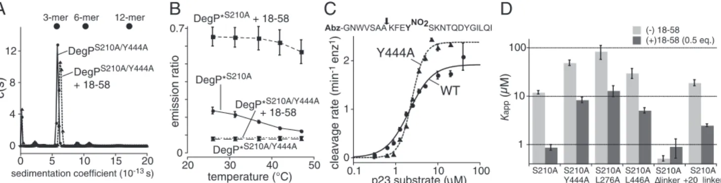 Fig. 2. Cage assembly is not required for proteolysis or cooperative substrate binding