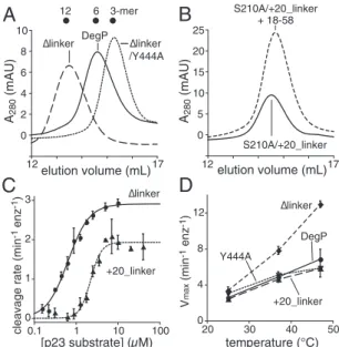 Fig. 4. Variants with shorter or longer PDZ1 – PDZ2 linkers show altered as- as-sembly but maintain robust proteolytic activity