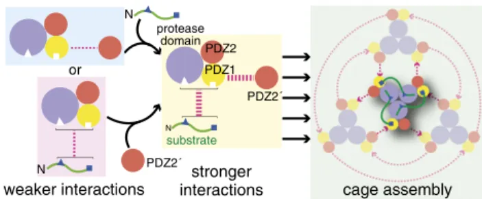 Fig. 6. A model for linkage between substrate binding and cage assembly.