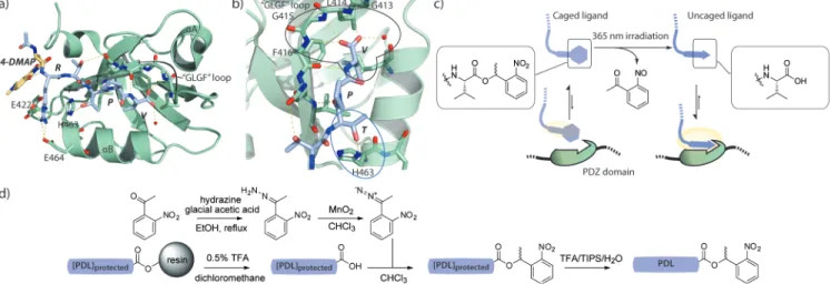Figure 1. Caged PDL design and synthesis. a) Structure of the fluorescent probe 1 (stick representation in blue color theme with the non-natural  amino acid Dab(4-DMAP) in orange) bound to the third PDZ domain of SAP102 in green (PDB: 3JXT)