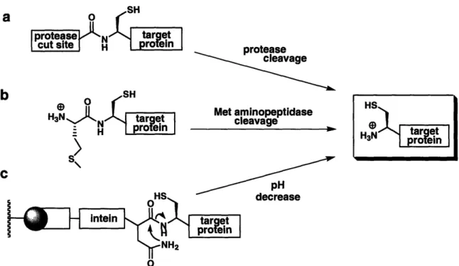 Figure  1.5.  Recombinant  methods for generating  N-terminal  Cys-containing  protein fragments  using a) exogenous protease,  b) endogenous  methionine  aminopeptidase,  and c)  a genetically  modified  intein system.