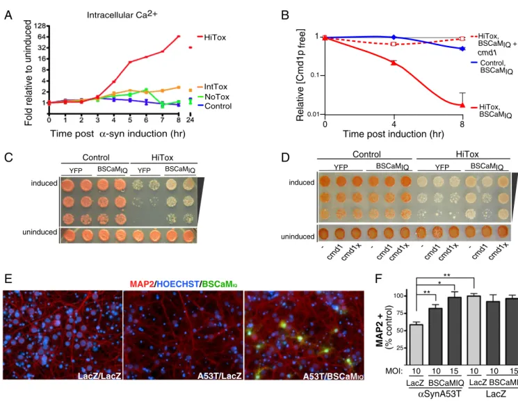 Fig. 1. BSCaM IQ , a sensor and a sink for calmodulin, rescues toxicity induced by α -syn by decreasing the total levels of free Ca 2+ – CaM