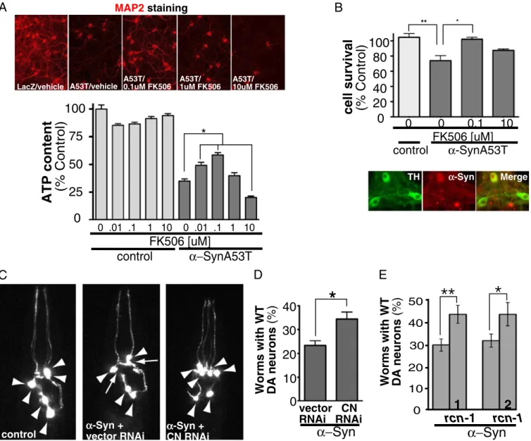 Fig. 3. Partial calcineurin activity is necessary to protect against α -syn toxicity ex vivo and in vivo