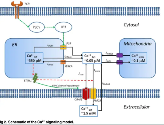 Fig 2. Schematic of the Ca 2+ signaling model.