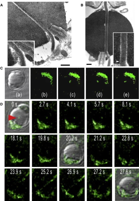 FIGURE 4 Entrance region of the nucleus before (A) and during (B) the extension. As evidenced in the electron micrographs, the bundle situated in the channel features an untwisted parallel array of filaments
