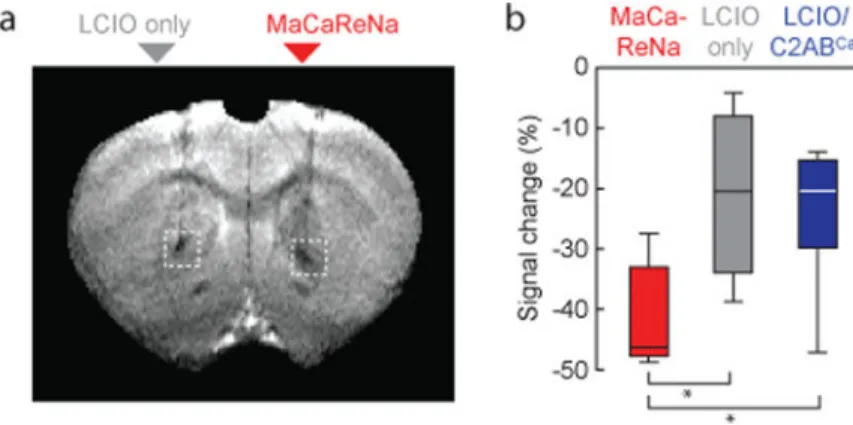 Figure 2. MaCaReNa calcium-binding activity correlates with MRI contrast in vivo (a) Injection of MaCaReNas into rat brain (right) induces substantially greater signal  decrease than injection of LCIO nanoparticles alone (left)