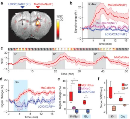 Figure 3. MaCaReNas report dynamic Ca 2+  fluctuations in living rat brains