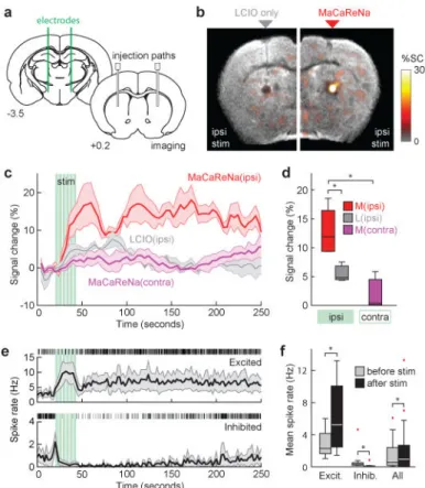 Figure 4. MaCaReNas report striatal responses to medial forebrain stimulation