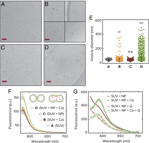 Fig. 3. Experimental realization of vesicle fusion driven by amphiphilic nanoparticles