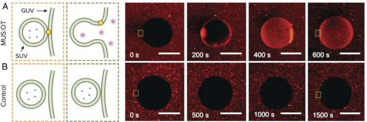 Fig. 4. Macroscale demonstration of nanoparticle-mediated fusion. Sulforhodamine B encapsulated in small liposomes (SUVs) is released into GUVs, upon influx of Ca 2+ , only if the system is incubated with amphiphilic nanoparticles