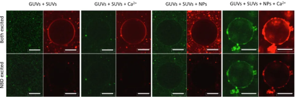 Fig. 5. Simultaneous lipid and content mixing assay of small unilamellar vesicles (SUV) and giant unilamellar vesicles (GUV)