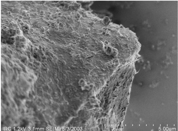 Figure 5  Carbon nanotubes distributed on a large cement grain 