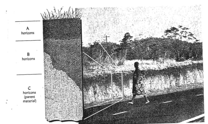 FIGURE  I.10  This road cut in central Africa reveals soil  layers or  horizons which parallel  the land surface