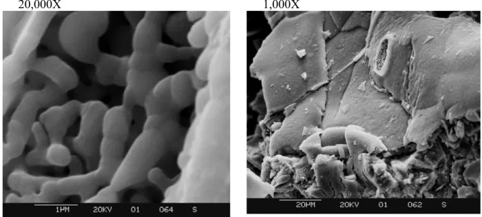 Figure 6  Scanning Electron Micrograph of gel-structured CA calcined at 1200°C    Figures 4, 5 and 6 show scanning electron micrographs of the gel-structured CA  calcined at three different temperatures, 600, 1000, and 1200ºC