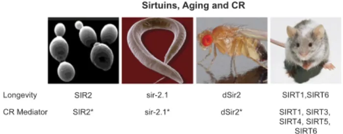 Figure 2. Primary structure of sirtuins. The seven mammalian sirtuins (SIRT1–7) are aligned with yeast Sir2p (yeast has four other SIR2 paralogs, HST1–4)