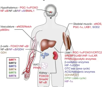 Figure 3. Sirtuin targets in different tissues relevant to CR.